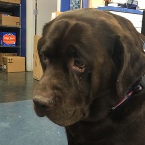 Meet your Posher, Morgan